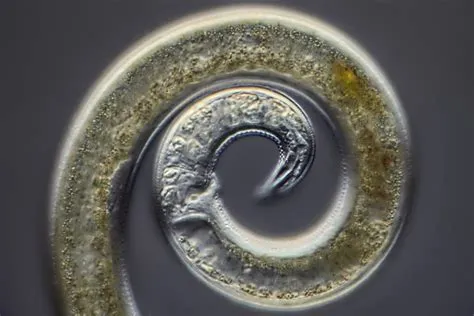  Acanthocephalus! A Parasitic Roundworm Lurking in the Shadows of Freshwater Ecosystems