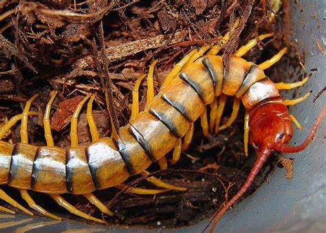 Scolopendra - Kätkemällä itsensä maaperään ja kiipeilemällä puissa Scolopendra on luonnon mysteeri!