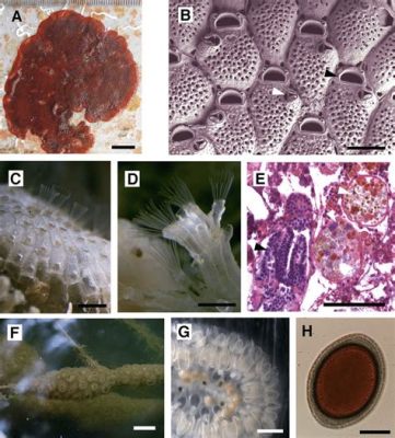  Bryozoan – Uskaltaako tämä merieläin ottaa vastaan vieraan vierasmajana vai onko se pelkkä iluusio?