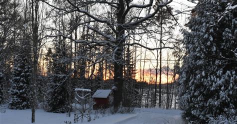  Bythella: Mihin ihmeeseen tämä gelatinmainen olento oikein katoaa?