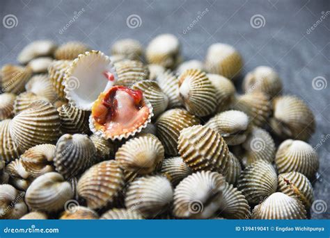  Cockle! A Shellfish That Thrives In Shallow Waters With Its Powerful Foot