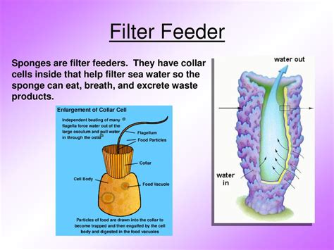  Finger Sponge: A Champion Filter Feeder That Lives Life on the Slow Lane!