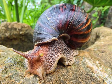 Giant African Land Snail - An Intriguing Terrestrial Mollusc With Striking Shell Patterns!