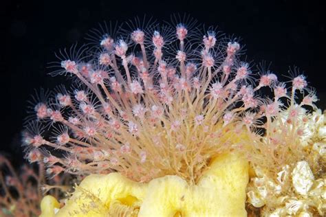  Isothecium! A Hydrozoan That Thrives on Coloniality and Underwater Delicacies