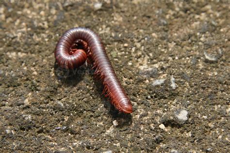  Millipedi Quesada: Kuoriutuko maaperästä ja löytääkö itsensä yöeläimeksi?