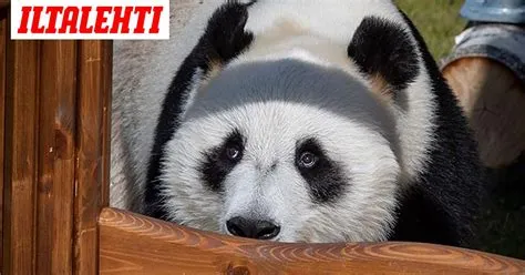 Panda! Suloinen mustapandamaailman suloisin herkkusuun suurnamea