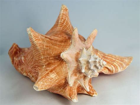  Queen Conch! A Stunning Marine Gastropod Hiding Treasures Beneath Its Shell