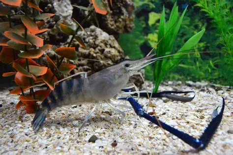  Queensland Giant Prawn: Have you ever met a crustacean that resembles a miniature dinosaur?