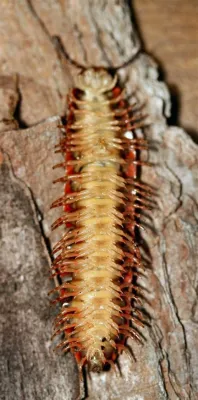  Woolly Millipede: A Fluffy Creature With Legs Galore That Crawls Through Decaying Debris