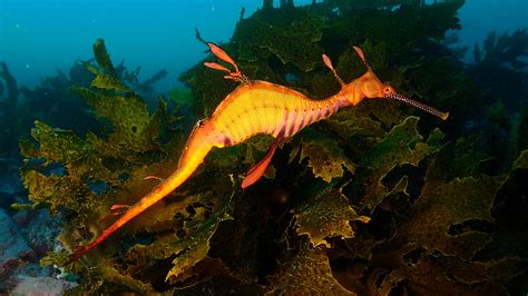   Yellowbeard Seadragon: This Vividly Colored Underwater Creature Swims With Graceful Elegance While Possessing Razor-Sharp Jaws!