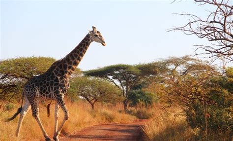  Zambezian Giraffe: On the Prowl for Tasty Trees and Exhibiting Majestic Beauty with Their Towering Heights!