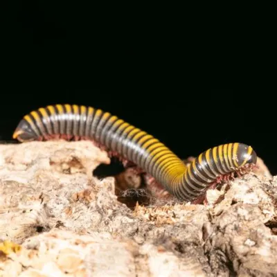  ZebraMillipede! A Fascinating Creature Sporting Black and Yellow Stripes That Will Blow Your Mind